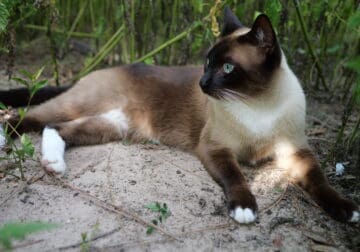 Siamese sisters – Two great cats in good health.