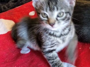 Baby girl kitten