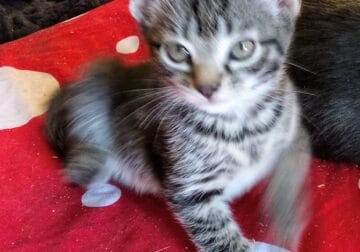 Baby girl kitten