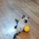 Roxie is a purebred Ragdoll kitten, fun & loving