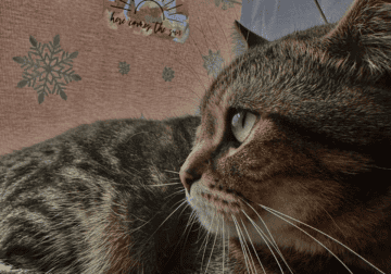 Rehoming 2 cats