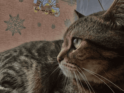 Rehoming 2 cats