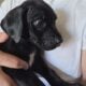 Great Dane Puppies ready for Adoption