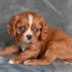 AKC Cavalier King Charles Wooster OH Benny