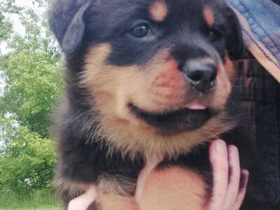 Purebred German Rottweiler Puppies