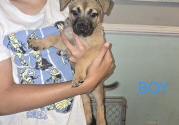 German Shepherd/Belgian Malinois puppies 4 sale.