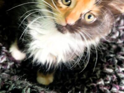 Maine Coon Kittens