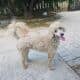 AKC MOYEN POODLE