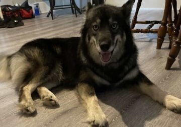 For Sale/Rehome
