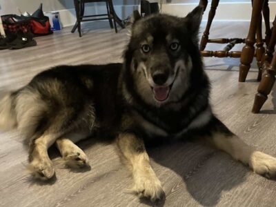 For Sale/Rehome