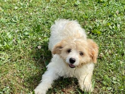 Buckley the Cavachon