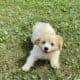 Buckley the Cavachon