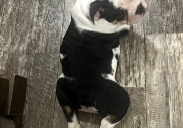 English bulldog puppy