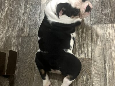 English bulldog puppy