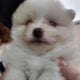 Pomeranian pup