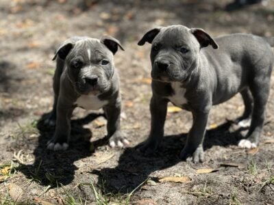 Bully Puppies