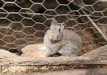 Tan and gray Flemish Giant Bunnies