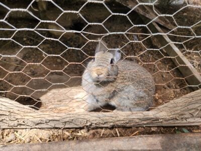 Tan and gray Flemish Giant Bunnies