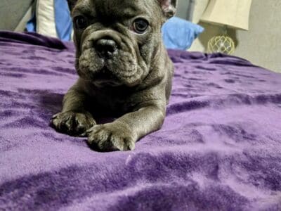 Handsome solid blue french bulldog pup