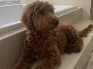5 month old F1 Goldendoodle