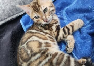 Bengal kittens