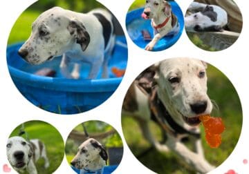 Great Dalmatian puppies – Great Dane and Dalmatian