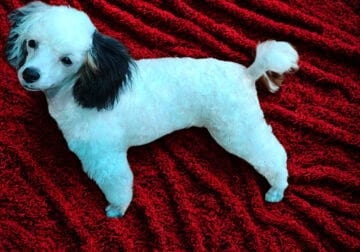 Expecting Toy Poodle litter