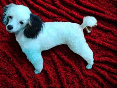 Toy poodles
