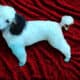 Expecting Toy Poodle litter