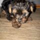 Male yorkie reduced