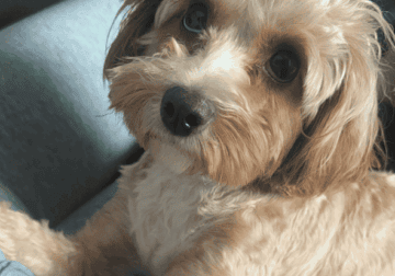 Dog on the market