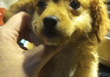 Cavapoo