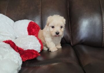 Puppies