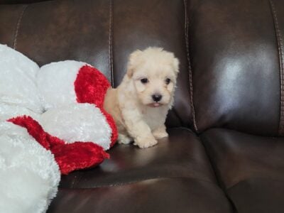 Puppies