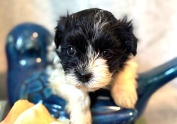 Havanese Female Puppy AKC Oreo