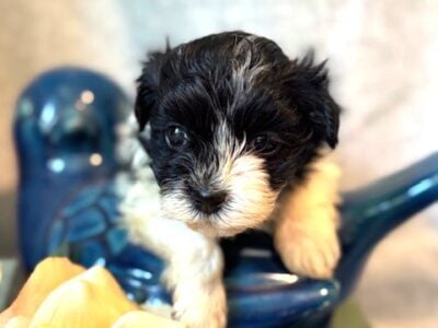 Havanese Female Puppy AKC Oreo