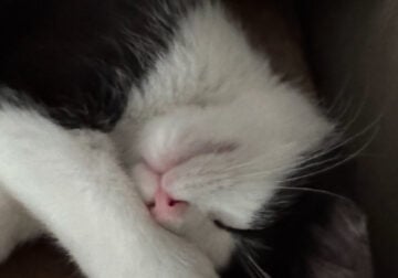 Male kittens, American Short hair