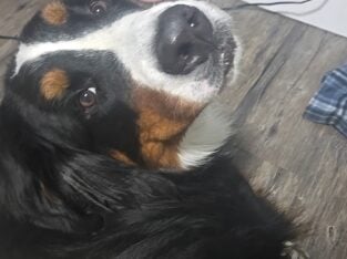 Bernese mountain dog