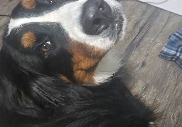 Bernese mountain dog