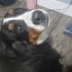 Bernese mountain dog