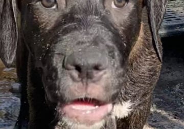 Cane corso puppy girl