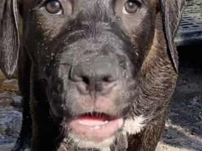Cane corso puppy girl