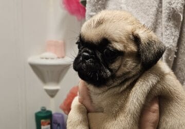 Quality Fawn Pug Puppies Ready This Week In Ohio