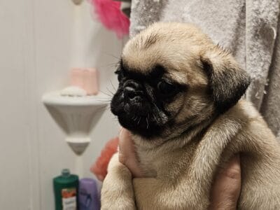 Quality Fawn Pug Puppies Ready This Week In Ohio