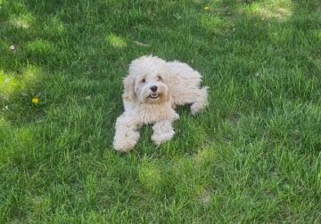 Rehoming Cockapoo