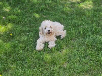 Rehoming Cockapoo