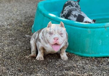 ABKC Tri color/ Merle Pocket Bully Puppies