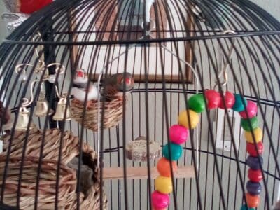 Two darling finches