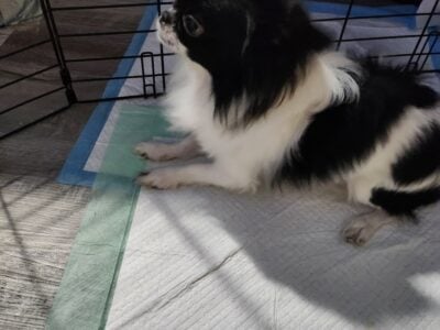 1 year long hair chihuahua