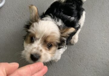 Tri -Colored YORKIE